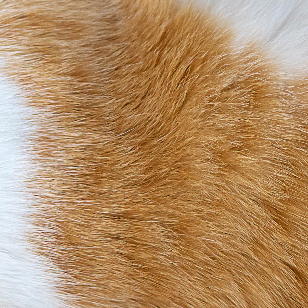 Cur­ly­pets-Cat-Fell-1280