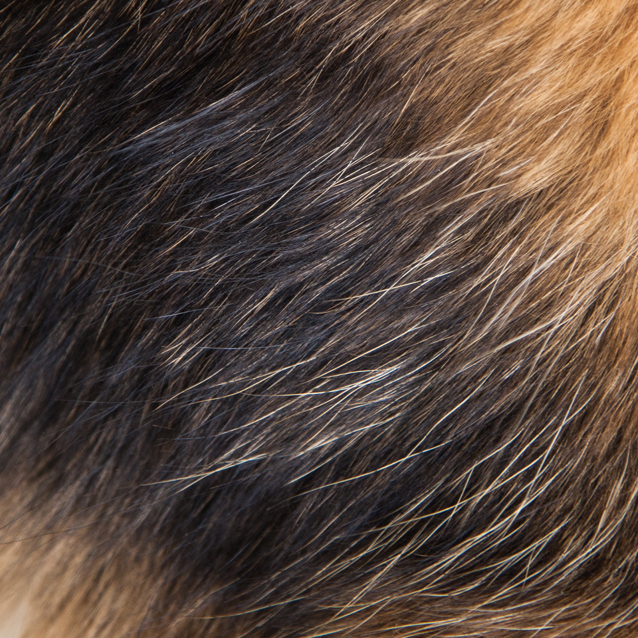 Cur­ly­pets-Dog-Fell-1280